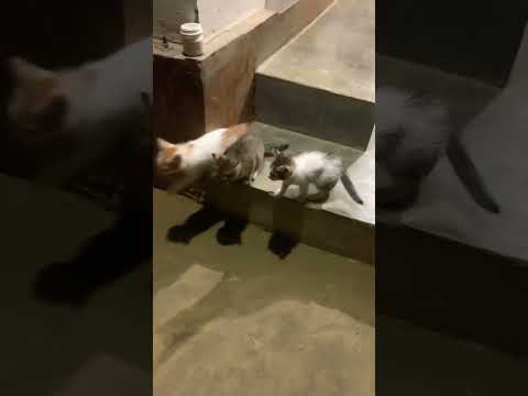 #cat 😺 vs #dog 🐶 #shorts #catlover #doglover #shortsfeed #shortvideo #nature #shortsviral #viral