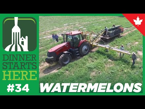Meet a Watermelon Farmer - Farm 34 - Dinner Starts Here