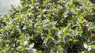 Radiance Abelia – Versatile, Low-Maintenance Beauty for Every Landscape