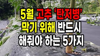 5월 고추 탄저병 막기 위해 반드시 해줘야 하는 5가지