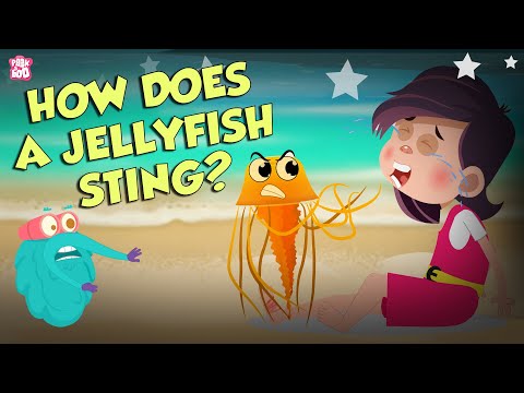 Comment pique une méduse ? | Tout sur les méduses | Spectacle du Dr Binocs | Coucou Kidz