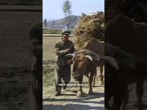 The secret lives of North Korea