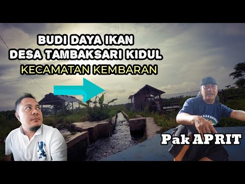 Budidaya tambak ikan desa tambaksari kidul