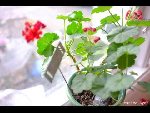 Pelargoner . Övervintra och vinterföra dina pelargoner -skötsel