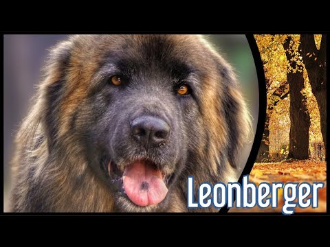 Klassischer Molosser und Herdenschutzhund sprechen miteinander über den Leonberger