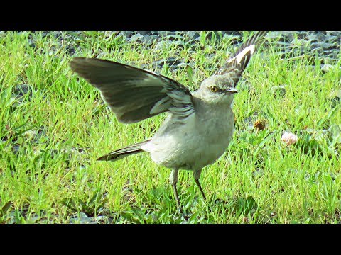 Northern Mockingbird : Song and behavior