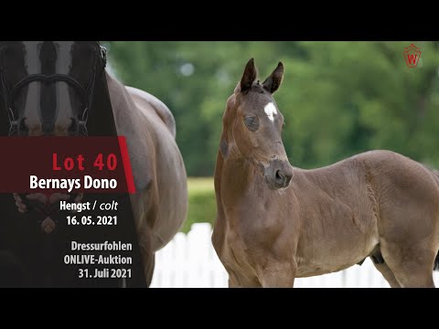 Onlive-Auktion Dressurfohlen Lot 40 Bernay Dono Hengst v. Bernay - Pin Rock's Black Velvet
