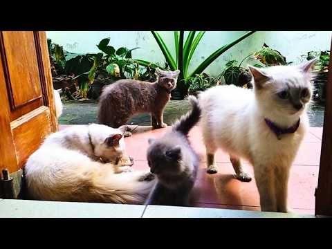 Tiny Coki vs The Big Cats – Guess Who Wins?