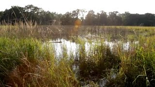 The Grand Kankakee Marsh