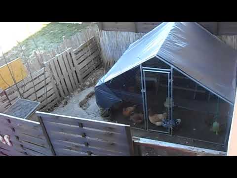 Alle unsere Haustiere