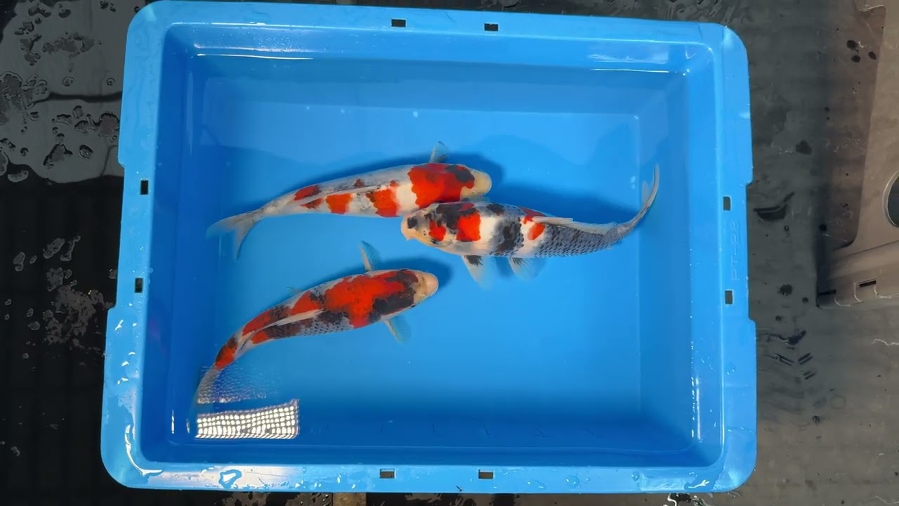 錦鯉/関口養鯉場　当歳B/仙助