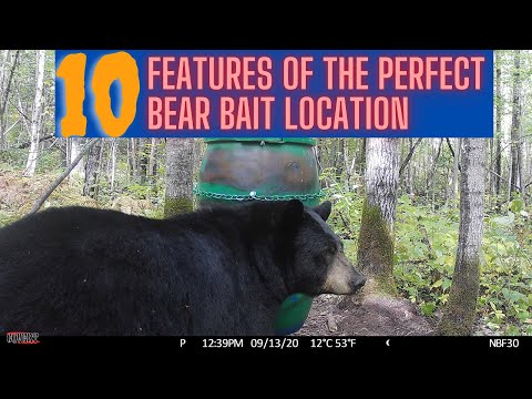 10 attributes of the perfect bear bait site | perfect 10 in bear hunting