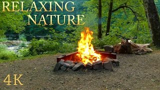 4K Campfire, Relaxing Crackling and River Forest Sound : Nature Sounds to Sleep and Meditation