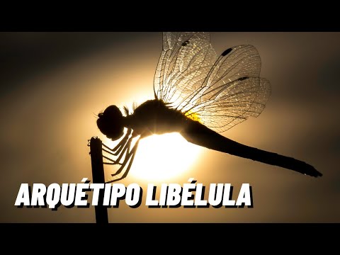 Dragonfly Archetype | Spiritual Meaning Dragonfly Power Animal