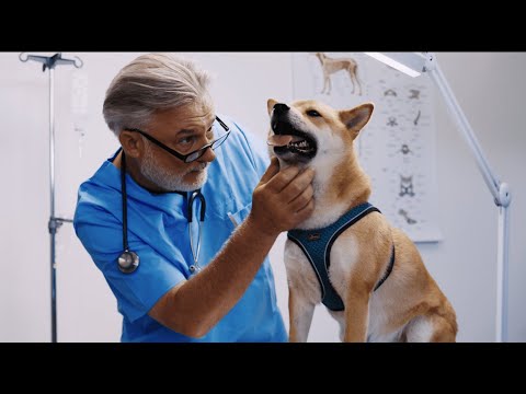 Every dog ​​owner must have seen this video...