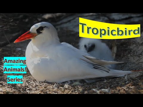 Tropicbirds 🦆Tropicbird facts 🦢