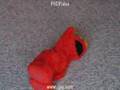 ELMO Dancer