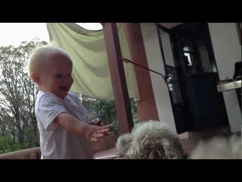 Baby and Poodle playing rough.  Hilarious!