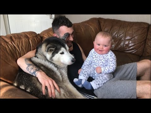 When my baby is crying I just bring in the huskies!