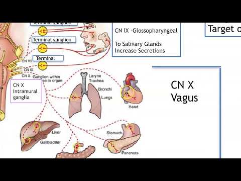 Parasympathetic ANS