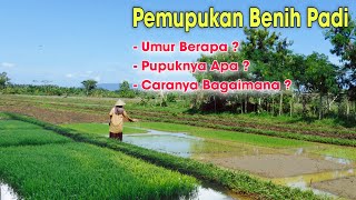 Download lagu Pemupukan Benih Padi Agar Tumbuh Subur Sampai Siap Tanam mp3