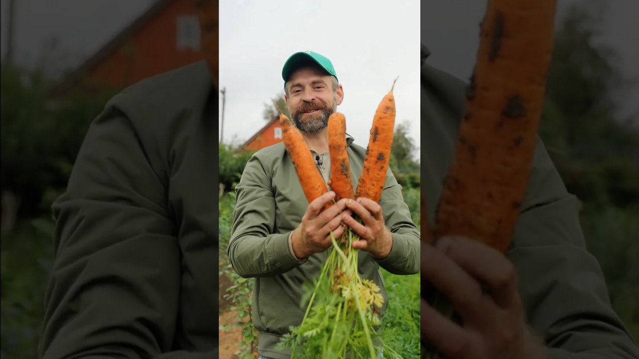 Эта морковь всегда вырастает крупной, сладкой и сочной! Посейте и убедитесь сами! Три отличных сорта моркови