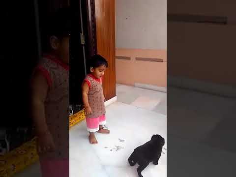 Gowtham playing with dog