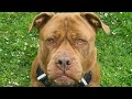 Verwaarloosde hond Stella zoekt een gouden mandje