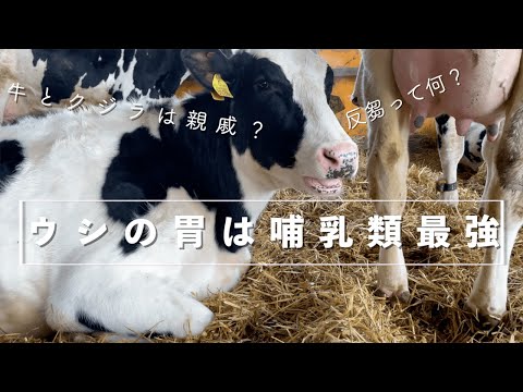 馬は反芻動物ですか?