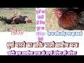 Cock Killing Mantra Murga Marne Ka Mantra Cock Killing Method Murga Marne Ka Tarika
