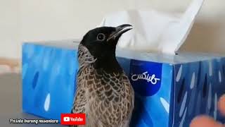 Download lagu Burung Kutilang Kalimantan Ternyata Warna Bulunya Lebih Mencolok mp3