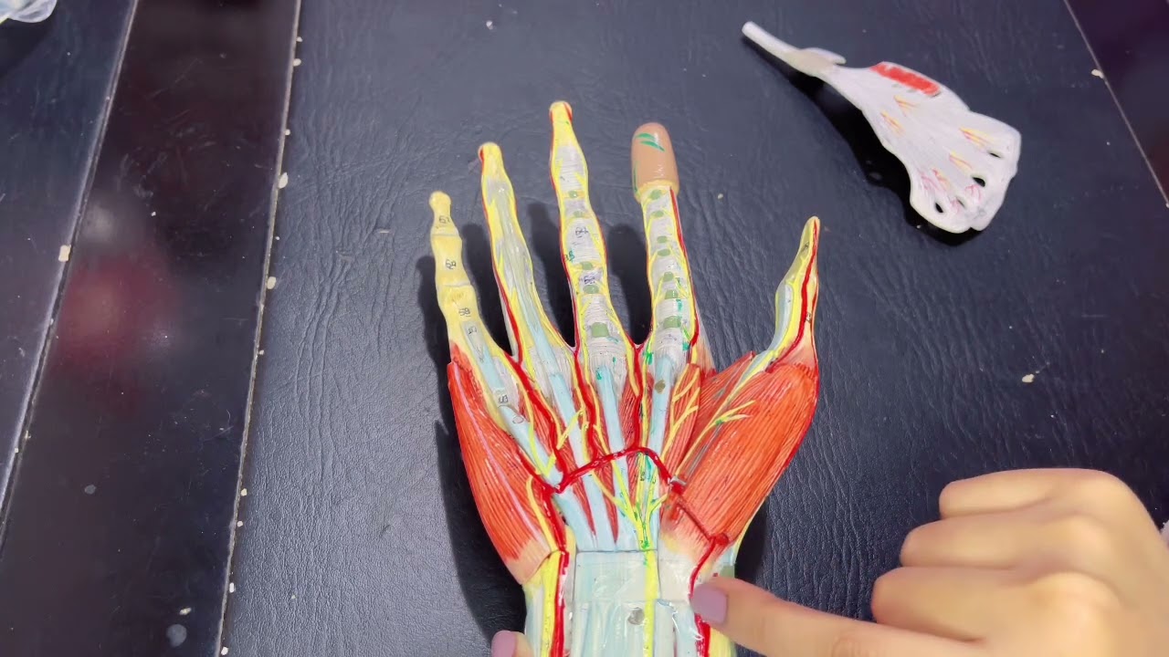 Hand Model Ospe Detailled with Concept | Easy Ospe | Palm and Dorsum