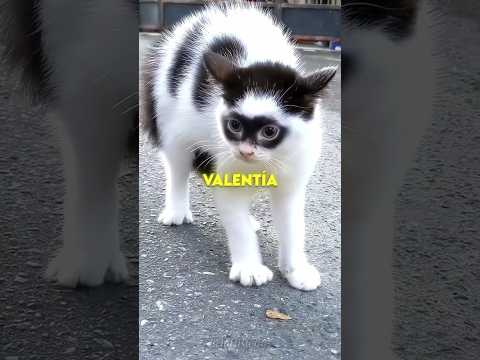 Gatito Superhéroe 🐈🤍