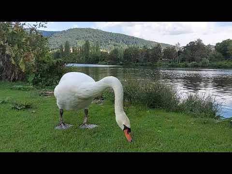 اكبر وزه ما شاء الله|| في المانيا2020The biggest goose, God willing, in Germany