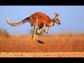 Kangaroo Australian Kangaroos Documentary Kangaroo Life