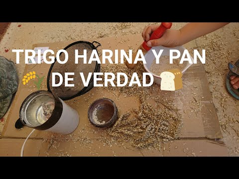 HOW TO MAKE FLOUR | We harvest WHEAT, we mole it and we make BREAD CAKES with Nocilla