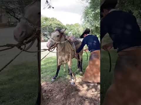 Doma do índio veio - Página do Cavalo Crioulo
