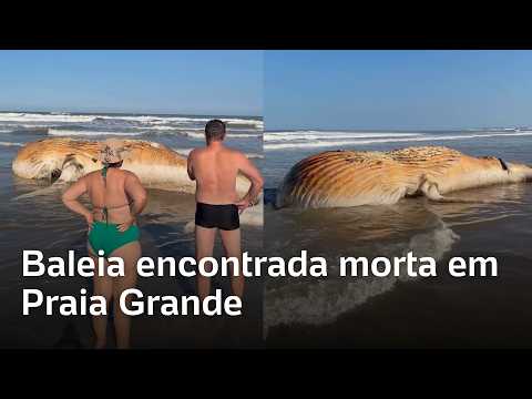 Baleia-jubarte é encontrada morta na faixa de areia em Praia Grande