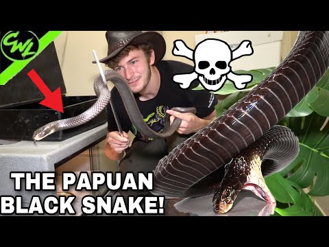 THE PAPUAN BLACK SNAKE!!!(HIGHLY VENOMOUS)