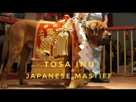 Tosa Inu Facts / Japanese Mastiff Facts - Japanese Fighting Dog