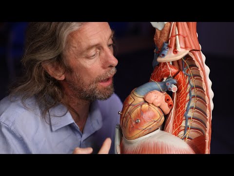 Cardiac plexus and pulmonary plexus anatomy