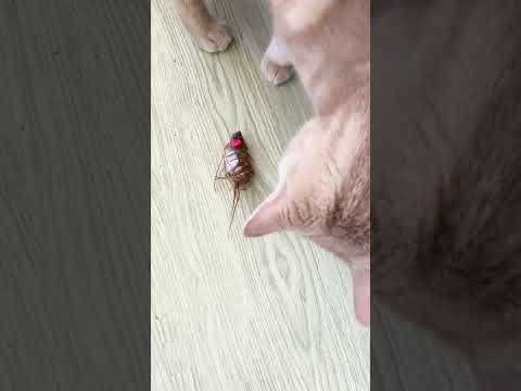 漂白剤はネズミを怖がらせますか?リーダーに従う  庭園