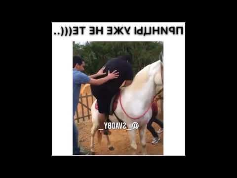 Das arme Pferd 😱😃 Dicker Typ versucht zu reiten