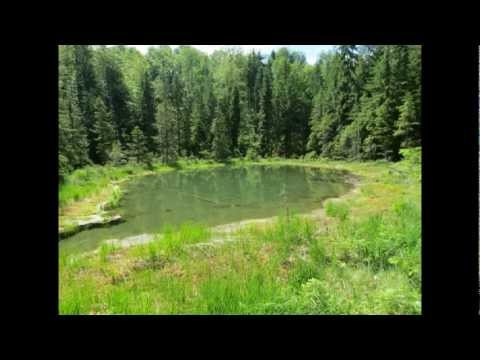 baiut si imprejurimi