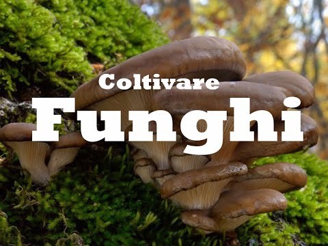 Come coltivare i funghi in casa. How to grow mushrooms at home