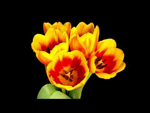 Stressed Out x Halsey x M. Martinez x Troye – Instrumental Slowed Loop 