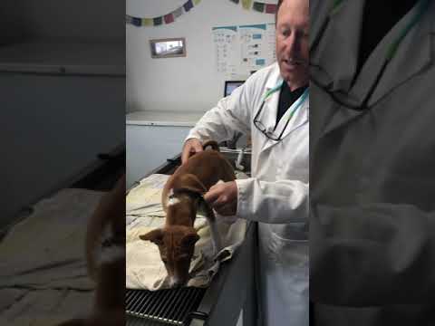 Cute 14 week Basenji Puppy