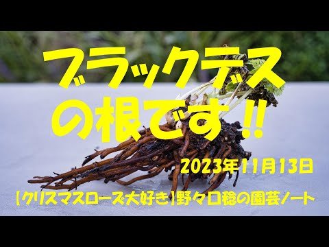 園芸 レターマンズ・ベルノーヌ、糸葉ベルノーヌ、狭葉ベルノーヌ