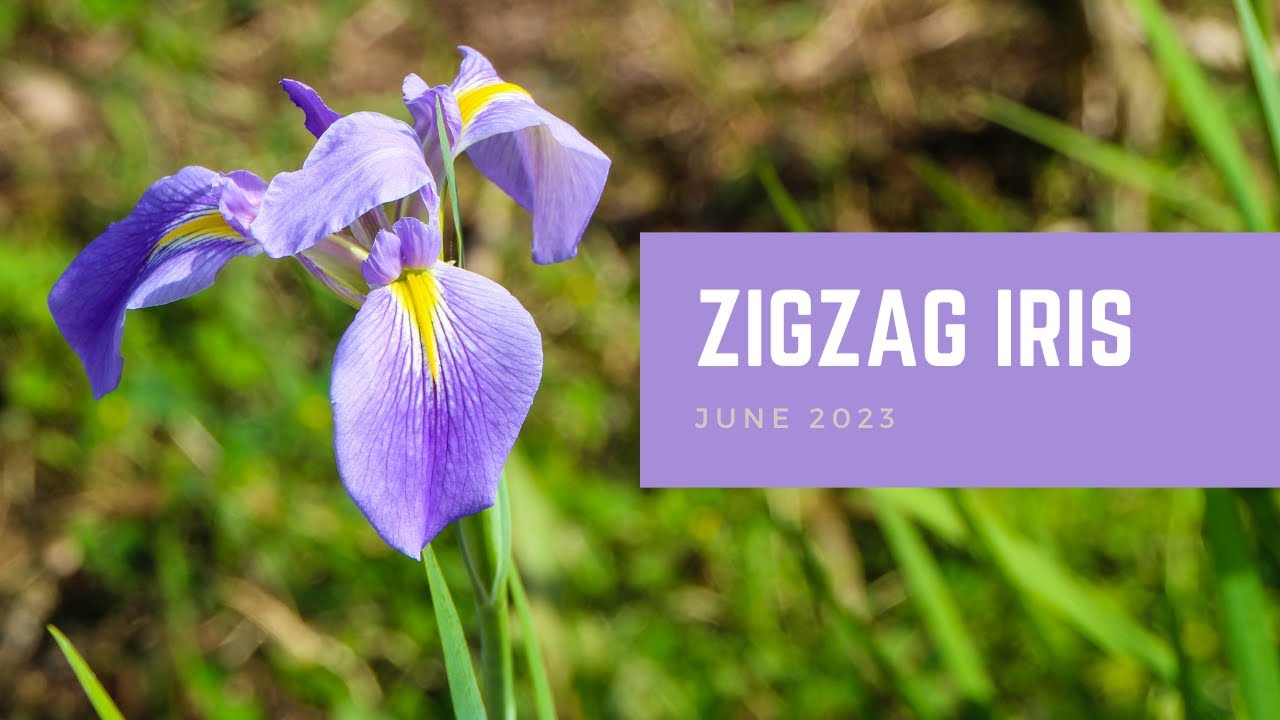 Zigzag Iris | Plant of the Month - YouTube