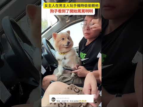 女主人在男主人玩手機時偷偷親他，狗子看到了開始罵罵咧咧